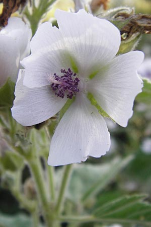 Althaea officinalis \ Eibisch, D Oppenheim 18.7.2014