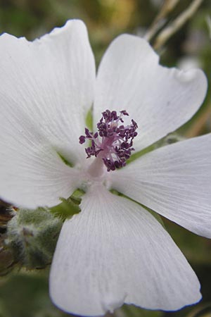 Althaea officinalis \ Eibisch, D Oppenheim 18.7.2014