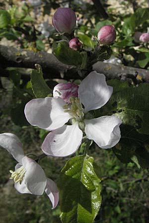 Malus domestica / Apple, D Neuleiningen 17.4.2007