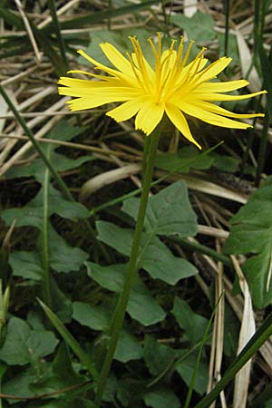 Aposeris foetida / Odorous Pig Salad, D Hurlach 5.5.2007