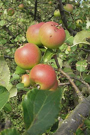 Malus domestica \ Kultur-Apfel / Apple, D Neuleiningen 27.7.2007