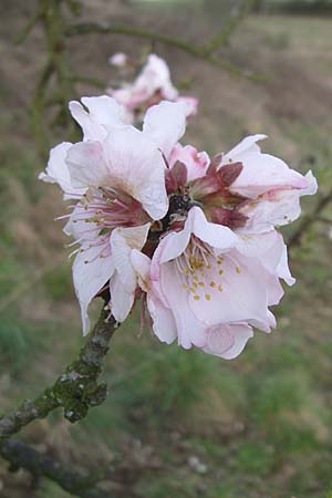 Prunus dulcis \ Mandel, D Weinheim an der Bergstraße 25.3.2008