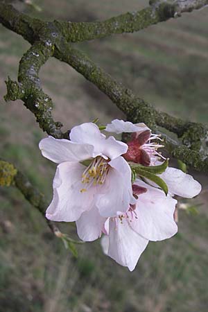 Prunus dulcis \ Mandel, D Weinheim an der Bergstraße 25.3.2008