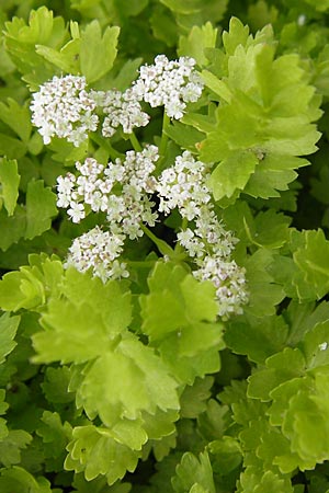 Apium repens \ Kriechende Sellerie, Scheiberich / Creeping Marshwort, D Botan. Gar.  Universit.  Mainz 11.7.2009