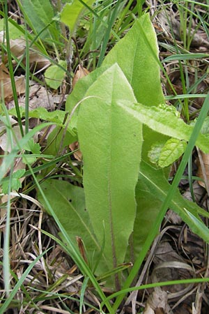 Crepis praemorsa \ Abbiss-Pippau, Trauben-Pippau / Leafless Hawk's-Beard, D Keltern 9.6.2010