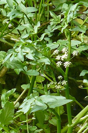 Apium nodiflorum \ Knotenbltige Sellerie / Fool's Water-Cress, D Bruchsal-Heidelsheim 22.6.2013