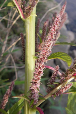 Amaranthus rudis \ Wasserhanf, D Mannheim 19.9.2011