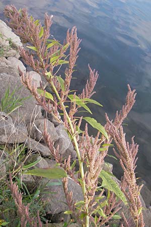 Amaranthus rudis \ Wasserhanf, D Mannheim 19.9.2011