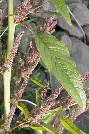 Amaranthus rudis \ Wasserhanf, D Mannheim 19.9.2011