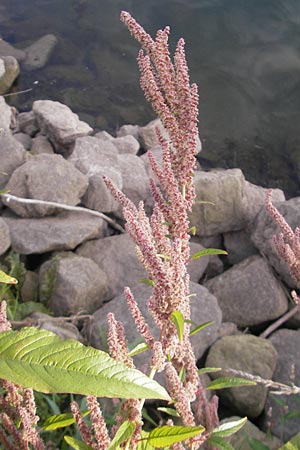 Amaranthus rudis \ Wasserhanf, D Mannheim 19.9.2011