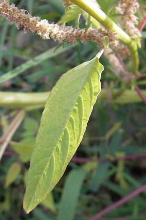 Amaranthus rudis \ Wasserhanf / Water Hemp, D Mannheim 19.9.2011