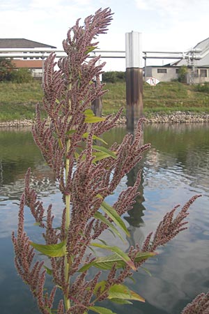 Amaranthus rudis \ Wasserhanf / Water Hemp, D Mannheim 19.9.2011