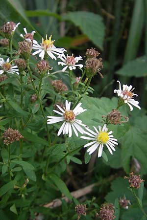 Symphyotrichum lanceolatum \ Lanzett-Herbst-Aster / Narrow-Leaved Michaelmas Daisy, White Panicle Aster, D Groß-Gerau 21.9.2011