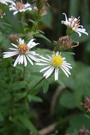 Symphyotrichum lanceolatum \ Lanzett-Herbst-Aster / Narrow-Leaved Michaelmas Daisy, White Panicle Aster, D Groß-Gerau 21.9.2011