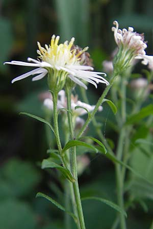 Symphyotrichum lanceolatum \ Lanzett-Herbst-Aster / Narrow-Leaved Michaelmas Daisy, White Panicle Aster, D Groß-Gerau 21.9.2011