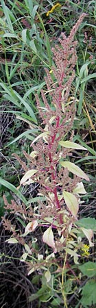 Amaranthus rudis \ Wasserhanf / Water Hemp, D Mannheim 25.9.2011