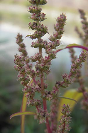 Amaranthus rudis \ Wasserhanf, D Mannheim 25.9.2011