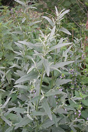 Atriplex patula \ Spreizende Melde, Gewhnliche Melde / Spreading Orache, Common Orache, D Ludwigshafen 2.7.2012