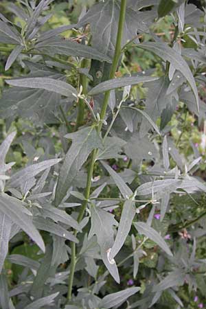 Atriplex patula \ Spreizende Melde, Gewhnliche Melde, D Ludwigshafen 19.7.2012