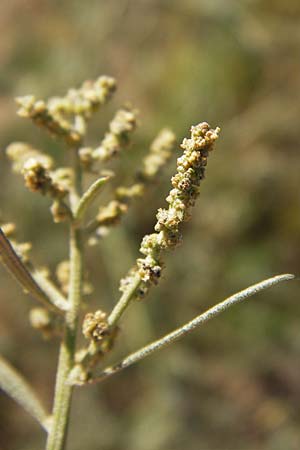 Atriplex patula \ Spreizende Melde, Gewhnliche Melde, D Heidelberg 22.8.2012