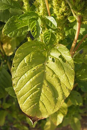 Amaranthus powellii / Green Pigweed, D Reilingen 23.8.2012