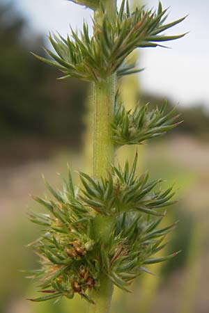 Amaranthus powellii / Green Pigweed, D Reilingen 23.8.2012