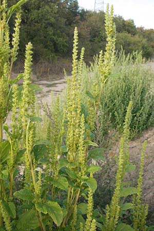 Amaranthus powellii \ Grnhriger Amaranth / Green Pigweed, D Reilingen 23.8.2012