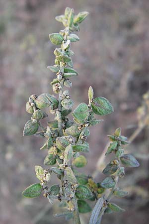 Atriplex patula \ Spreizende Melde, Gewhnliche Melde, D Heidelberg 2.10.2012