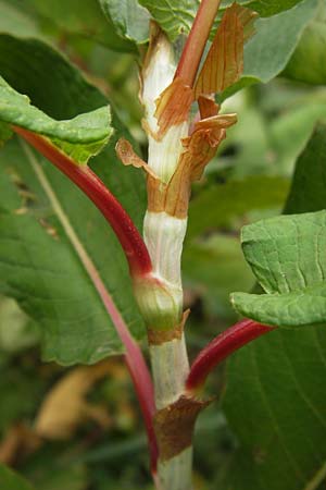 Koenigia polystachya \ Himalaya-Knterich / Himalayan Knotweed, D Sinsheim 31.8.2013