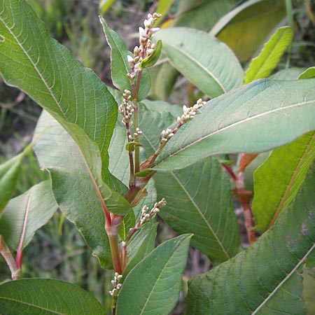 Koenigia polystachya \ Himalaya-Knterich / Himalayan Knotweed, D Sinsheim 2.10.2013