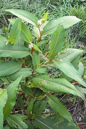 Koenigia polystachya \ Himalaya-Knterich / Himalayan Knotweed, D Sinsheim 2.10.2013