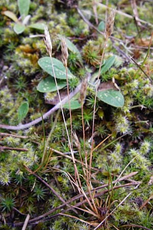 Aira praecox \ Frhe Haferschmiele / Small Hair-Grass, Early Hair-Grass, D Ober-Mörlen 24.5.2014