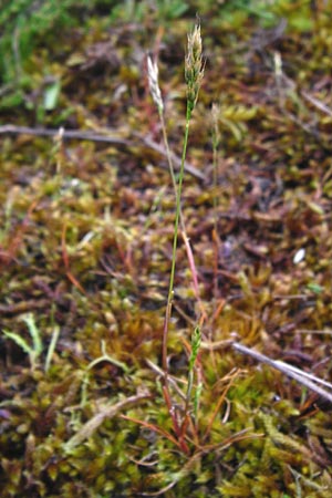 Aira praecox \ Frhe Haferschmiele / Small Hair-Grass, Early Hair-Grass, D Ober-Mörlen 24.5.2014