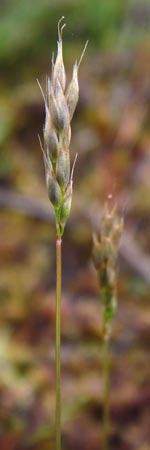 Aira praecox \ Frhe Haferschmiele / Small Hair-Grass, Early Hair-Grass, D Ober-Mörlen 24.5.2014