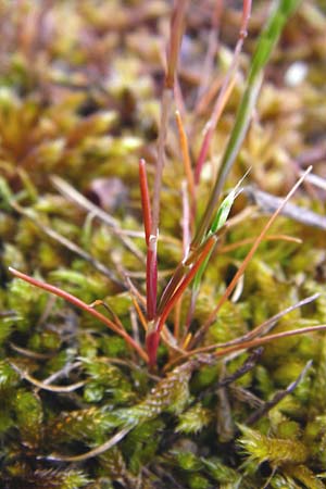 Aira praecox \ Frhe Haferschmiele / Small Hair-Grass, Early Hair-Grass, D Ober-Mörlen 24.5.2014