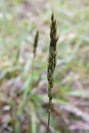 Aira praecox \ Frhe Haferschmiele / Small Hair-Grass, Early Hair-Grass, D Mannheim 26.5.2014