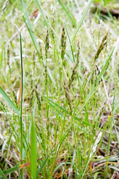 Aira praecox \ Frhe Haferschmiele / Small Hair-Grass, Early Hair-Grass, D Mannheim 26.5.2014