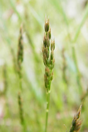 Aira praecox \ Frhe Haferschmiele / Small Hair-Grass, Early Hair-Grass, D Mannheim 26.5.2014