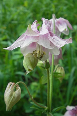 Aquilegia vulgaris \ Gemeine Akelei, D Franken Leutenbach 17.5.2012