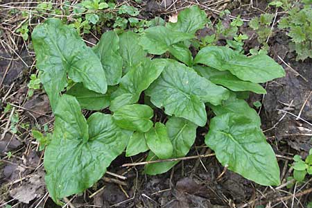 Arum maculatum \ Aronstab / Cuckoo Pint, D Mosbach 14.4.2006