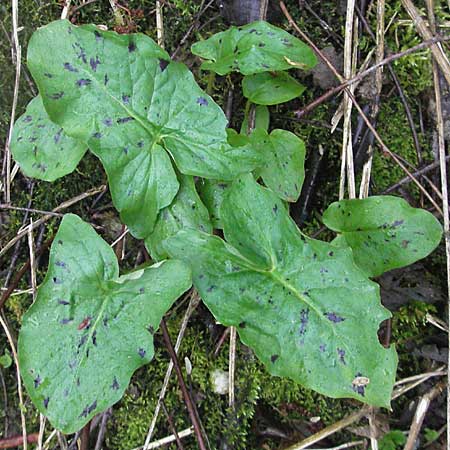 Arum maculatum / Cuckoo Pint, D Mosbach 14.4.2006