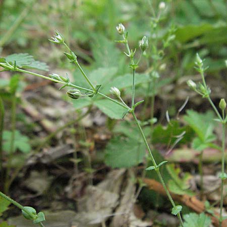 Arenaria leptoclados / Lesser Thyme-Leaved Sandwort, D Weinheim an der Bergstraße 20.5.2006