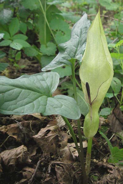 Arum maculatum \ Aronstab, D Odenwald, Unterabtsteinach 20.5.2006