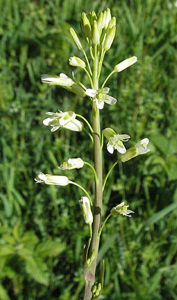 Arabis glabra \ Kahles Turmkraut, D Odenwald, Hilsenhain 23.5.2006