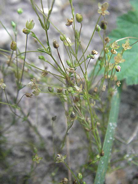 Arenaria leptoclados / Lesser Thyme-Leaved Sandwort, D Eisenberg 1.7.2006