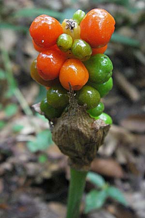 Arum maculatum \ Aronstab / Cuckoo Pint, D Mörfelden 29.7.2006