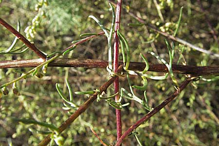 Artemisia campestris / Field Wormwood, D Schwetzingen 4.9.2006