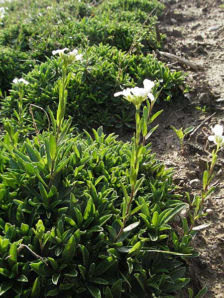 Arabis procurrens \ Ungarische Gnsekresse, Karpaten-Schaumkresse / Running Rock-Cress, D Botan. Gar.  Universit.  Heidelberg 18.10.2006