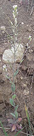 Arabis auriculata \ Gehrte Gnsekresse / Annual Rock-Cress, D Neuleiningen 12.4.2007