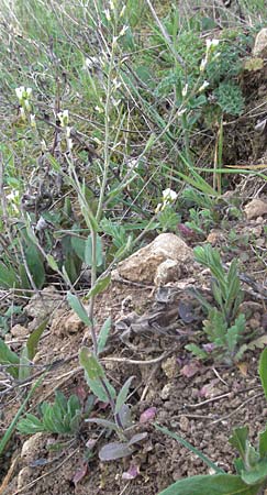 Arabis auriculata \ Gehrte Gnsekresse / Annual Rock-Cress, D Neuleiningen 12.4.2007